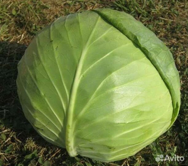 Супергигантская капуста 15-20кг семена