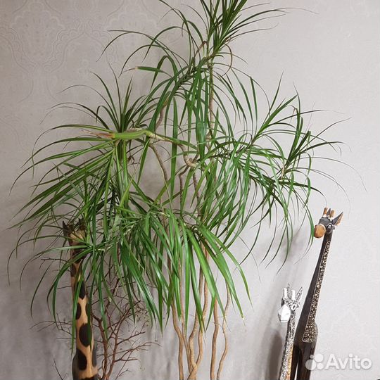 Пальма драцена