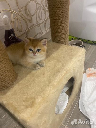 Британский котенок