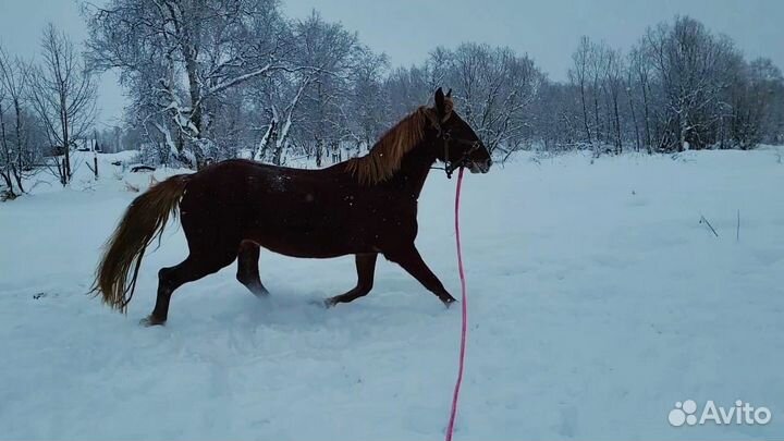 Лошади