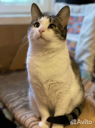 Котята бесплатно в хорошие руки