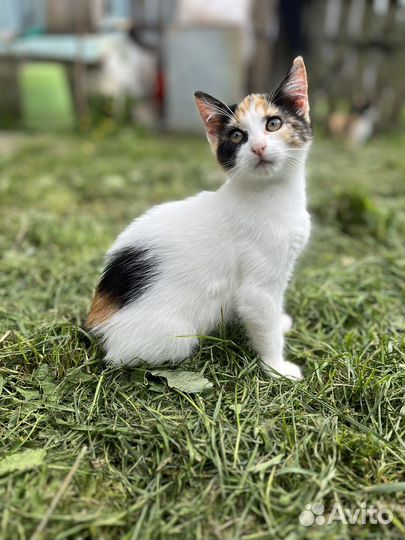 Котенок