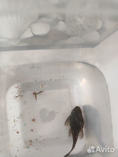 Сомик, отдам бесплатно