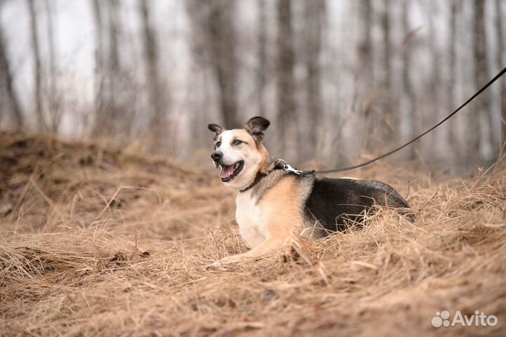 Прекрасный пёс пропадает за решёткой