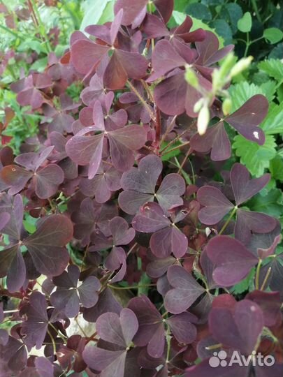 Кислица рожковая, (желтокислица, оксалис садовый)