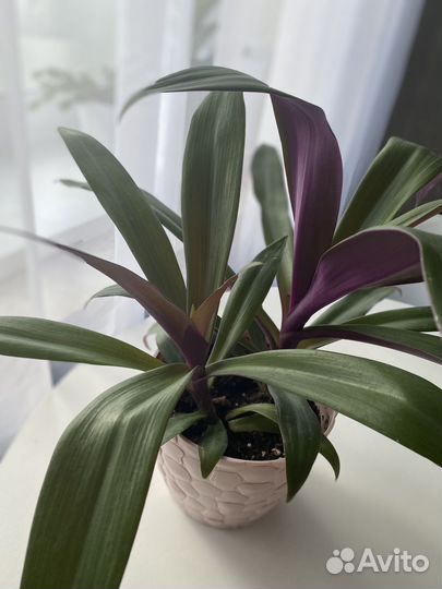 Домашний цветок