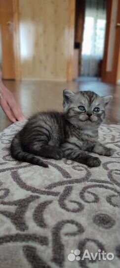 Шотландские котята