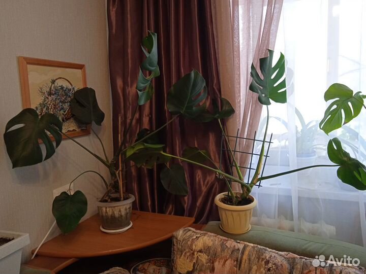 Комнатные цветы