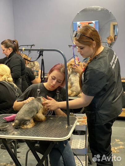 Обучение курсы груминга