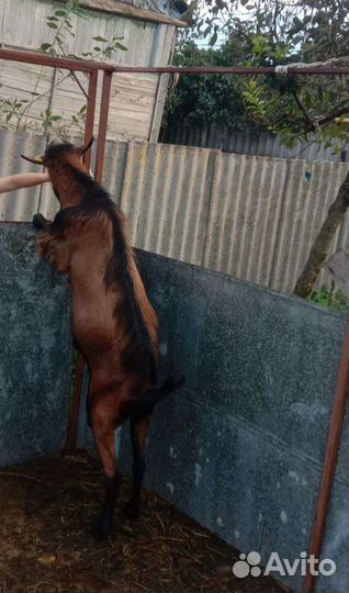 Козёл чех, вязка ваших коз