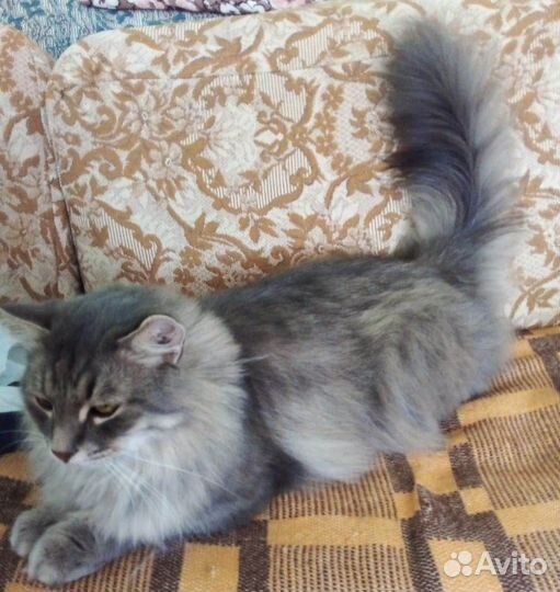 Отдам кота в добрые руки