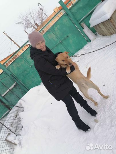 Собака в добрые руки