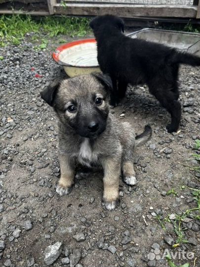 Щенок в добрые руки бесплатно