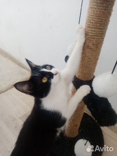 Кошка в дар