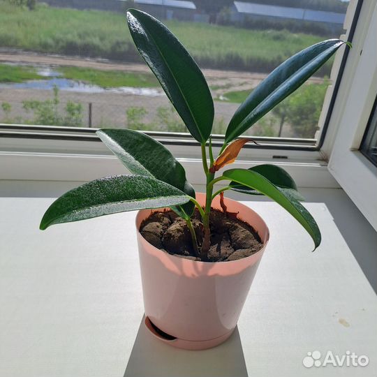 Фикус каучуконосный