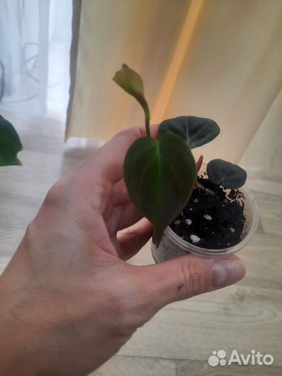 Филодендрон миканс