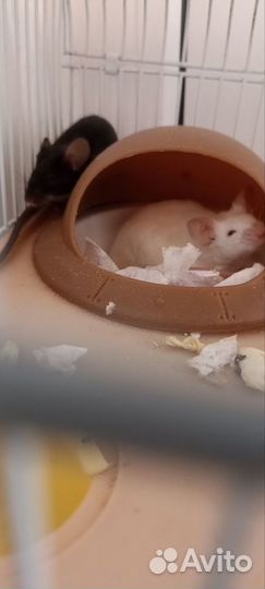 Мыши декоративные пара