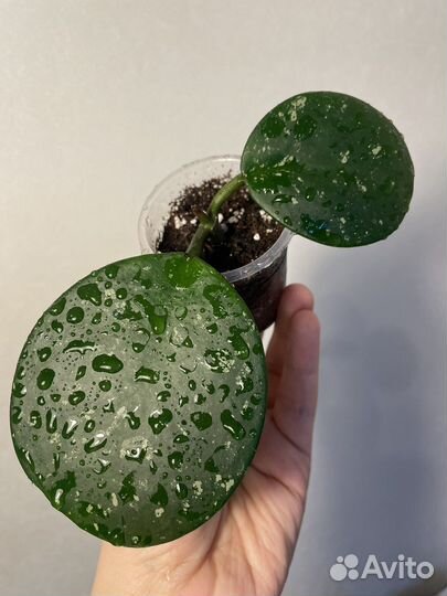 Хойя hoya obovata gracilis buotii
