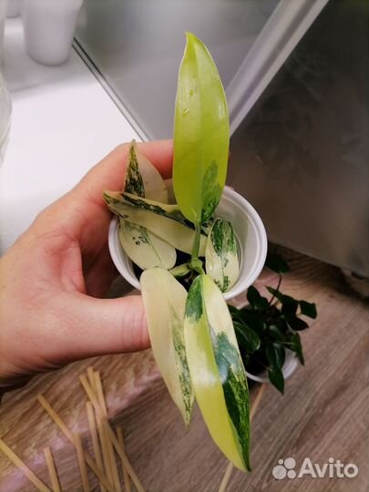 Филодендрон Сиам санрайз