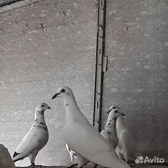 Голуби почтовые Поляки (Польские)