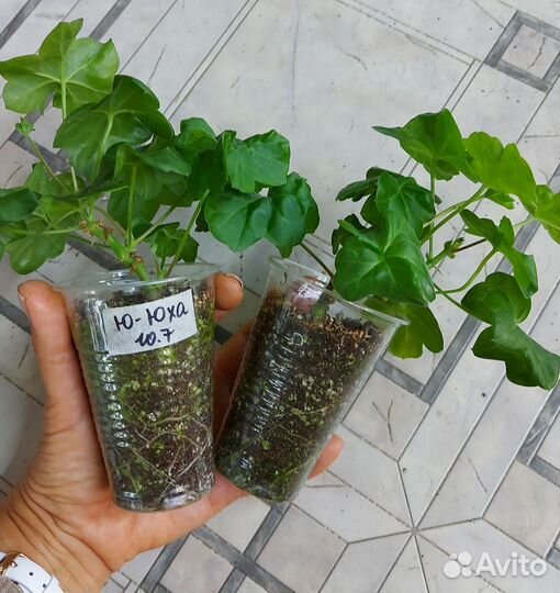 Пеларгония ампельная Ю Юха