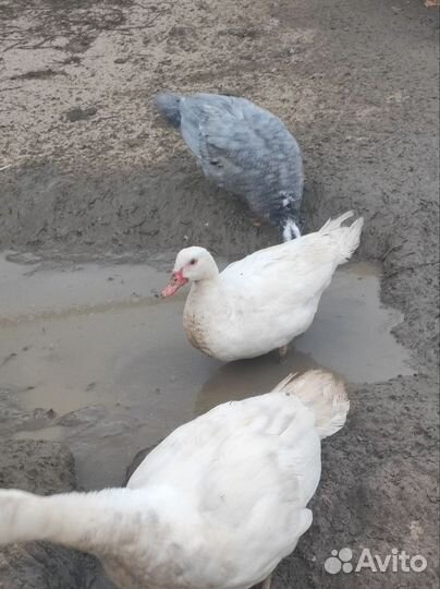 Индоутки, гуси