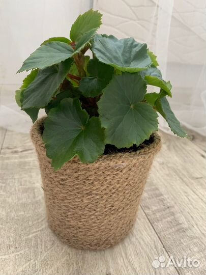 Бегония розовая в горшочке из джута