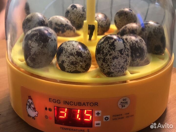 Инкубатор автоматический на 6 кур./12 перепел. яиц