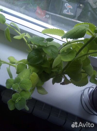 Мята домашняя