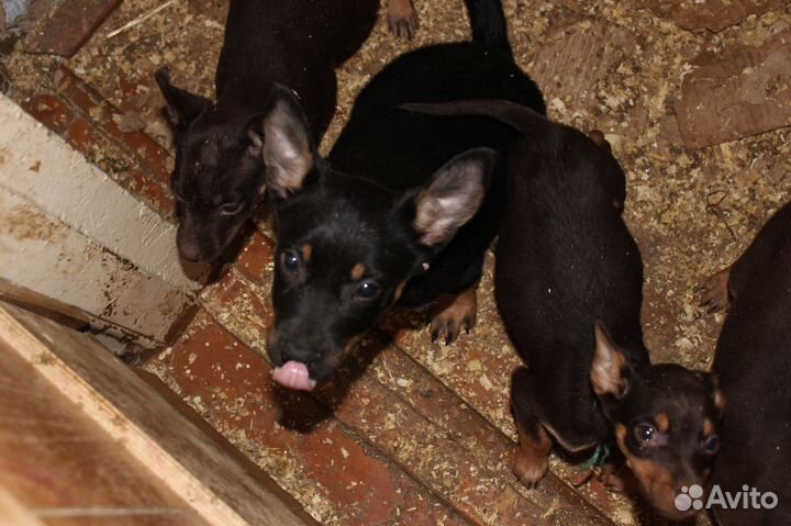 Австралийский келпи пастух