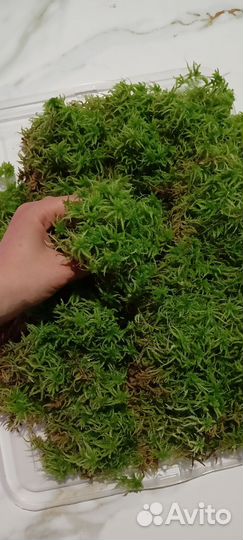 Мох сфагнум