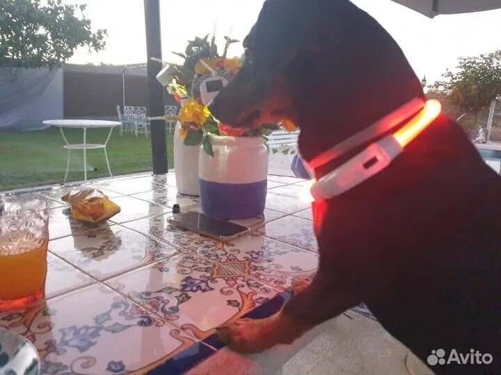 Ошейник светодиодный для собак