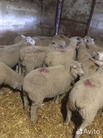 Ярочки и баранчики тексель