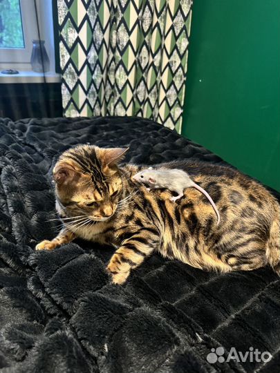 Крысы дамбо девочки-малышки