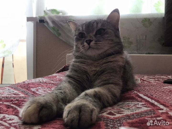 Кошка в добрые руки