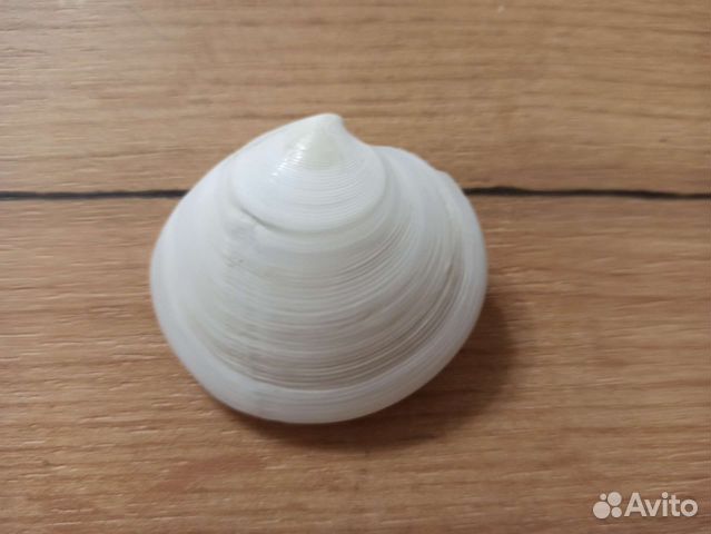 Морская раковина