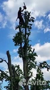 Спил деревьев вывоз веток