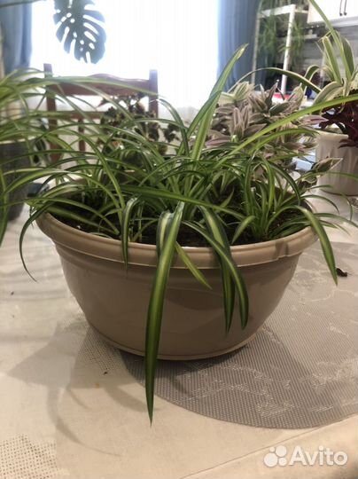 Комнатные цветы