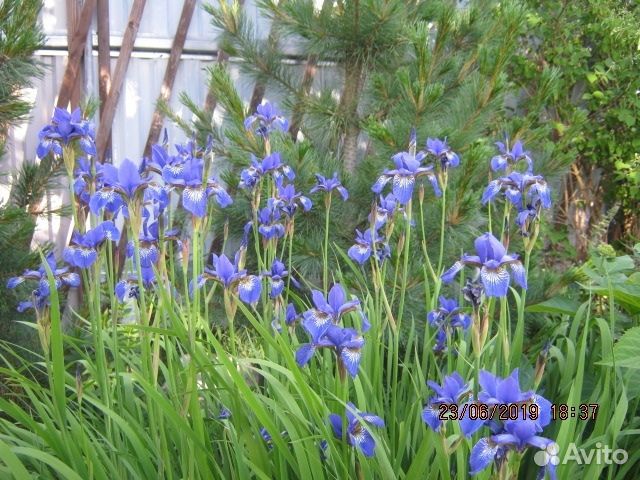 Ирис сибирский