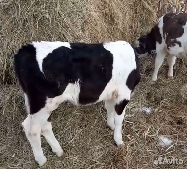 Бычки на откорм