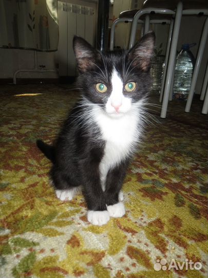 Котёнок Веня ищет свою семью