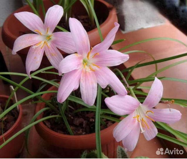 Цветок выскочка. Белый цв