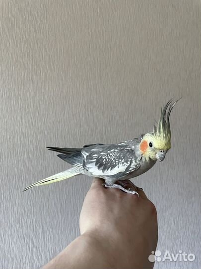 Попугай корелла с клеткой