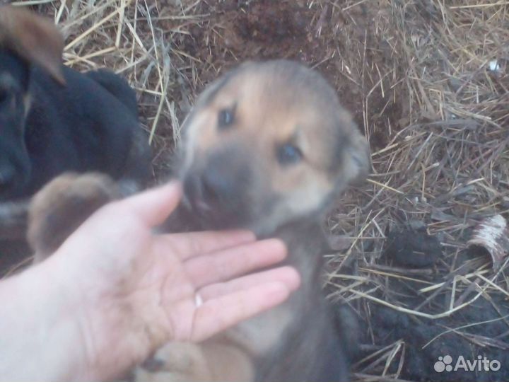 Собака в добрые руки отдам бесплатно