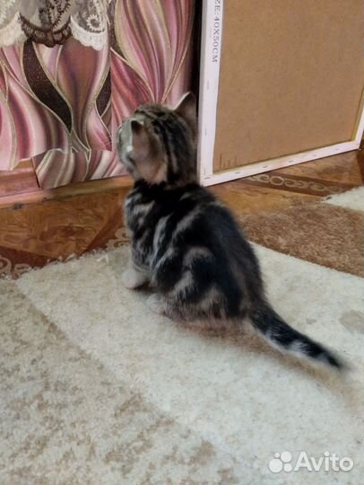 Котята британские