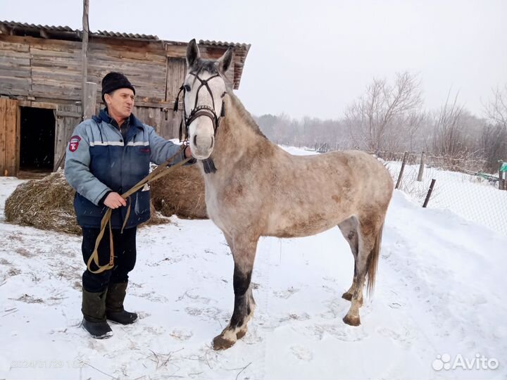 Лошадь