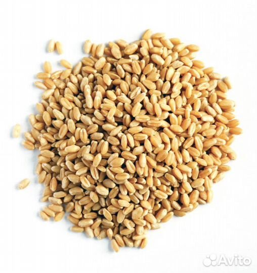 Пшеница