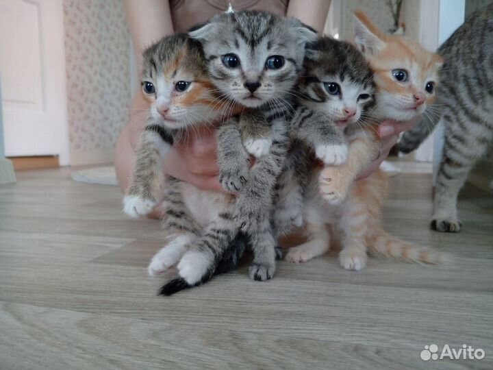 Вислоухие котята