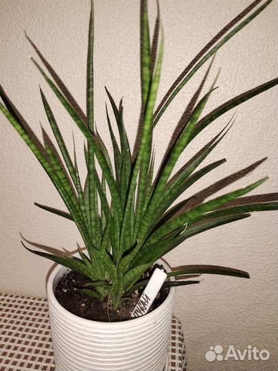 Сансевиерия