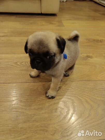 Щенки мопса